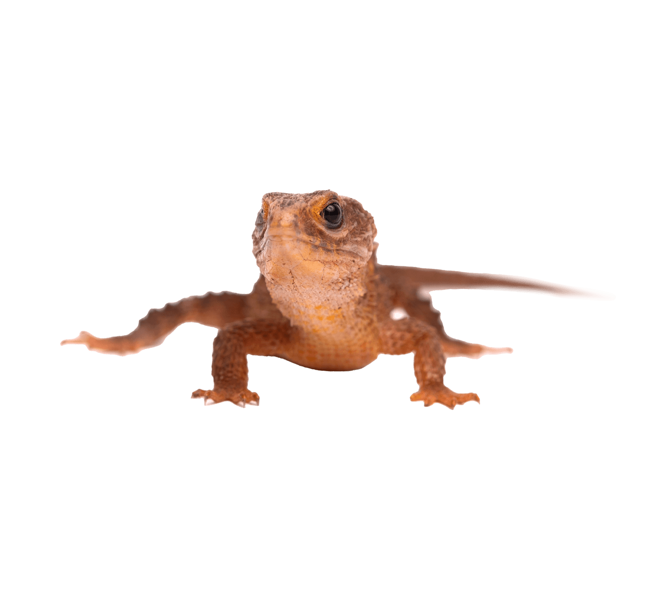 товар