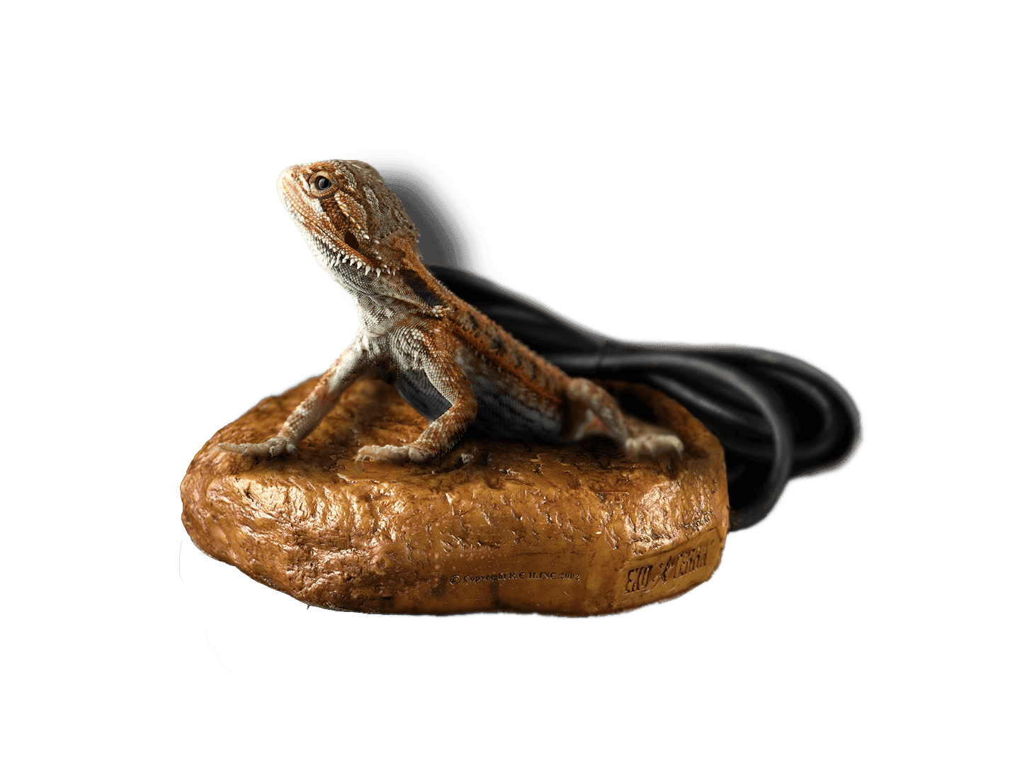 123123123.png