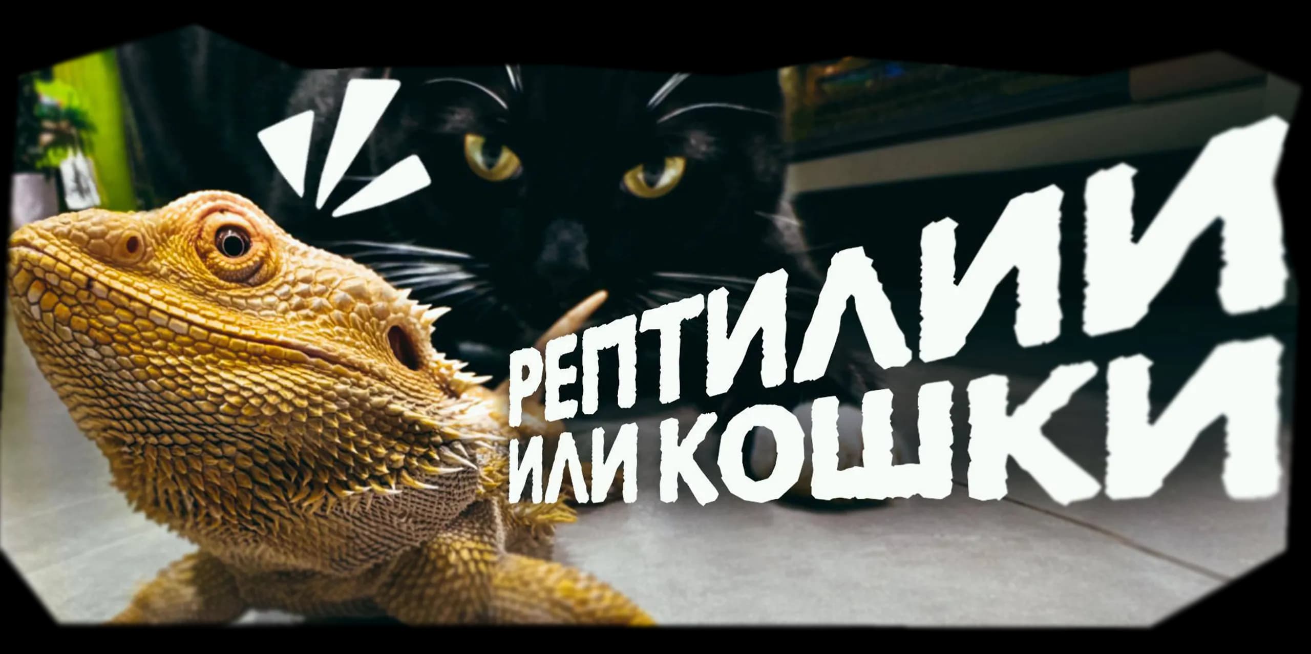 reptilii-ili-koshki.webp